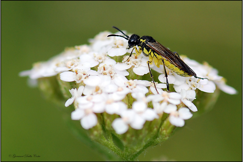 Tenthredo sp. (Tenthredinidae)